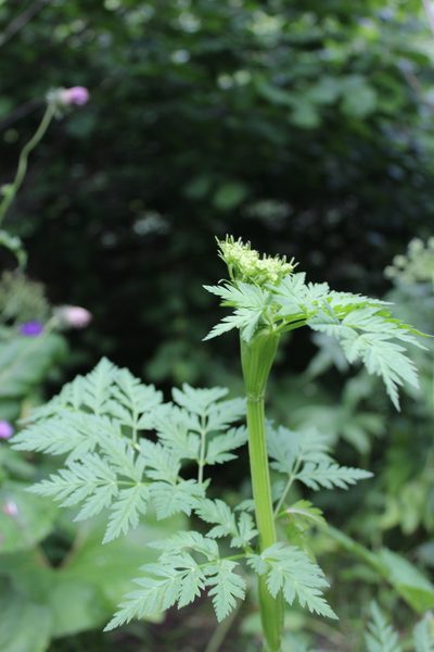 Selinum alatum, photographed by Dmitriy Bochkov