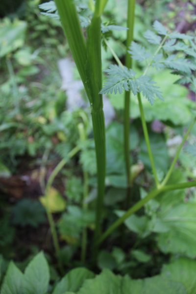 Selinum alatum, photographed by Dmitriy Bochkov