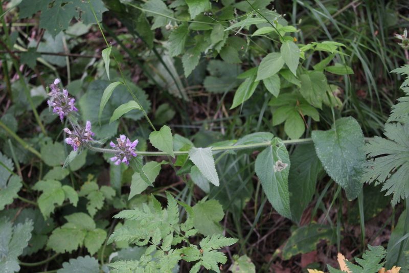 Stachys balansae, photographed by Dmitriy Bochkov