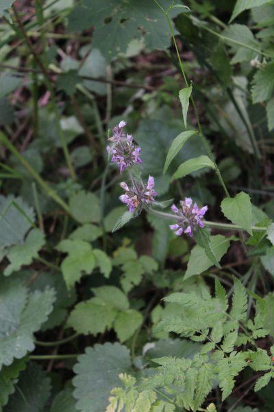Stachys balansae, photographed by Dmitriy Bochkov
