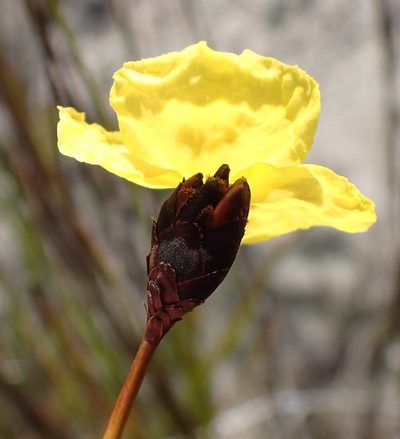 Xyris operculata, photographed by corunastylis