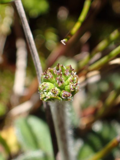 Actinotus bellidioides, photographed by corunastylis
