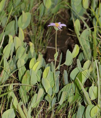 Afroaster perfoliatus, photographed by Alan Manson