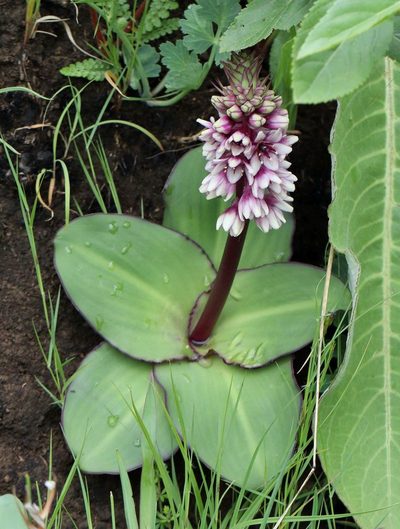 Eucomis humilis, photographed by Alan Manson