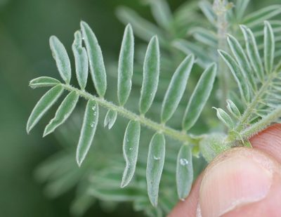 Lessertia perennans, photographed by Alan Manson