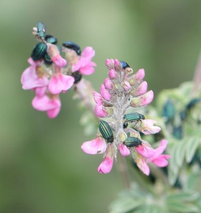 Lessertia perennans, photographed by Alan Manson