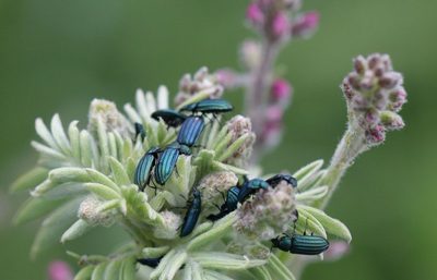 Lessertia perennans, photographed by Alan Manson