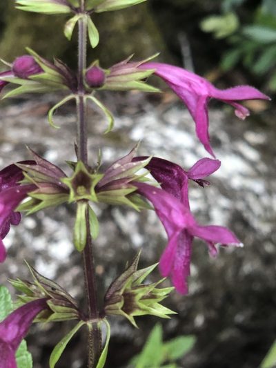 Stachys thunbergii, photographed by Dave U