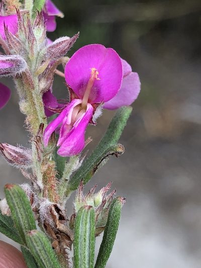 Indigofera rhodantha, photographed by Dave U