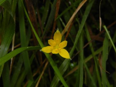 Hypoxis aurea, photographed by S.MORE