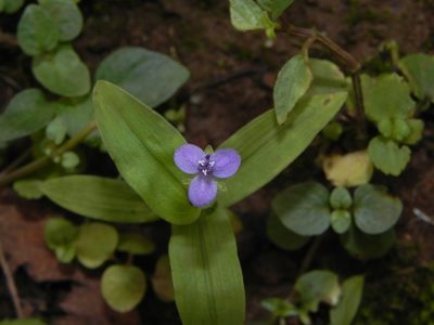 Murdannia spirata, photographed by S.MORE