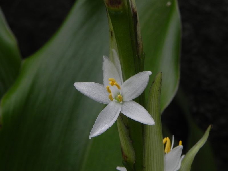 Chlorophytum glaucum, photographed by S.MORE