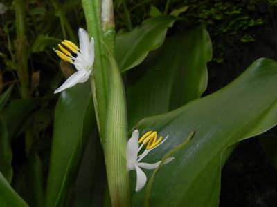 Chlorophytum glaucum, photographed by S.MORE