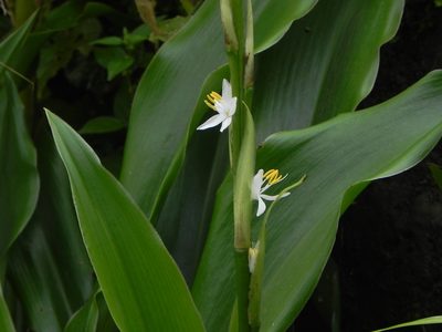 Chlorophytum glaucum, photographed by S.MORE