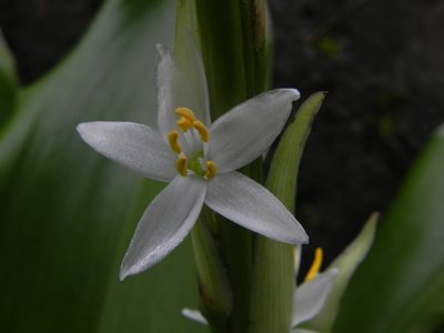 Chlorophytum glaucum, photographed by S.MORE