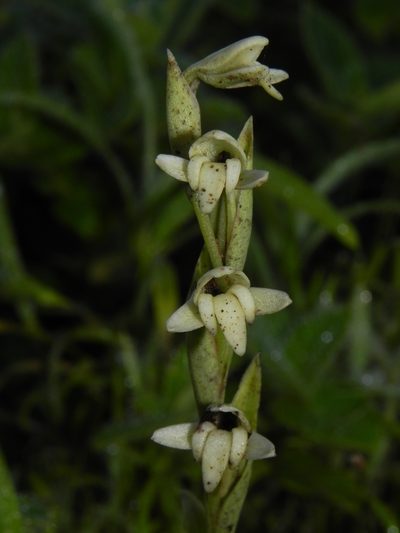 Habenaria heyneana, photographed by S.MORE