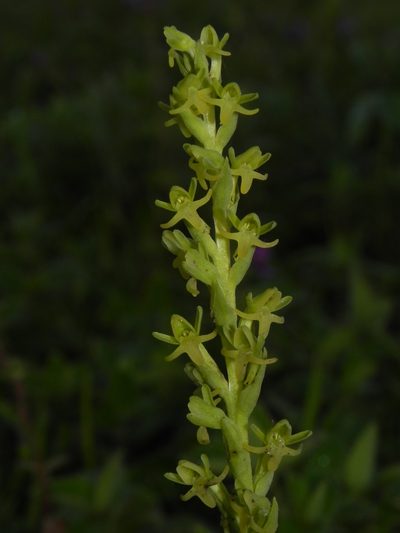Peristylus densus, photographed by S.MORE