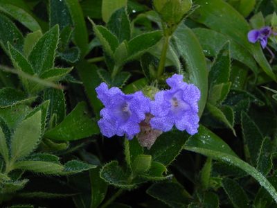 Strobilanthes sessilis, photographed by S.MORE