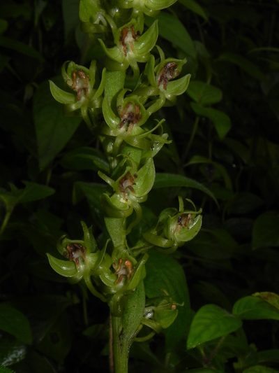 Habenaria digitata, photographed by S.MORE