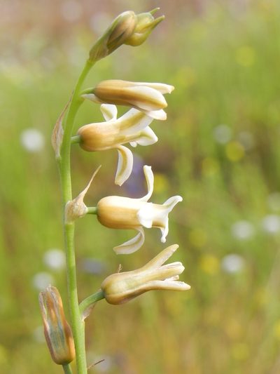 Dipcadi ursulae, photographed by S.MORE