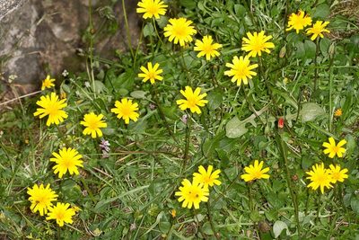 Robertia taraxacoides, photographed by Drepanostoma