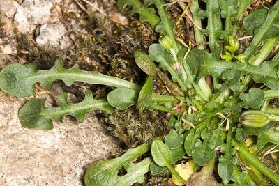 Robertia taraxacoides, photographed by Drepanostoma