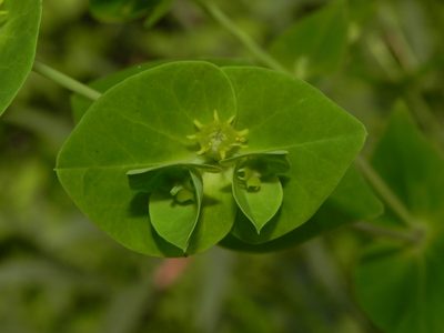 Euphorbia rothiana, photographed by S.MORE