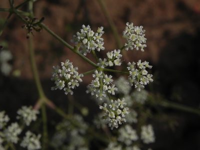 Pimpinella adscendens, photographed by S.MORE
