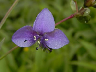 Murdannia simplex, photographed by S.MORE