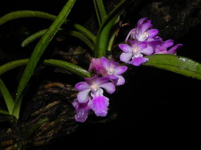 Aerides maculosa, photographed by S.MORE