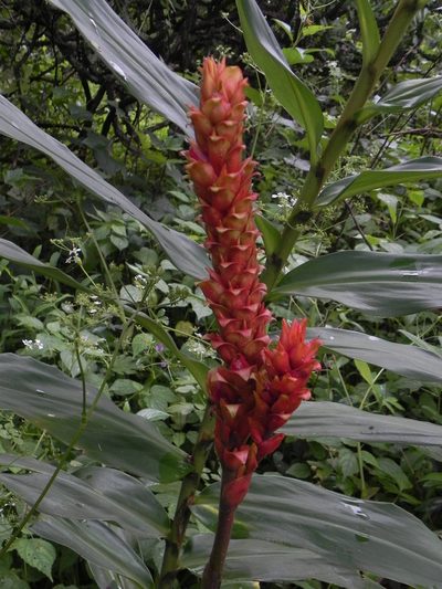 Zingiber neesanum, photographed by S.MORE