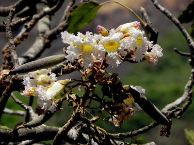 Heterophragma quadriloculare, photographed by S.MORE