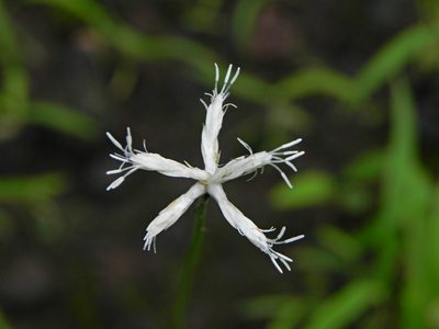 Fimbristylis lawiana, photographed by S.MORE