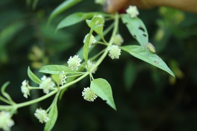 Lippia dulcis, photographed by Andrés Ramírez-Barrera