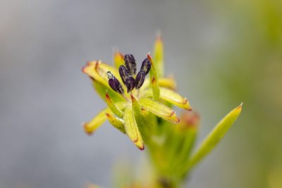 Carpacoce vaginellata, photographed by magriet b