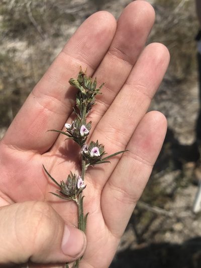 Psoralea uncinata, photographed by Sam McCarren