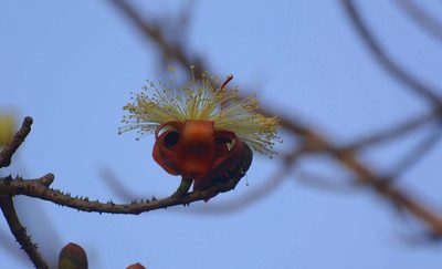 Bombax insigne, photographed by S.MORE