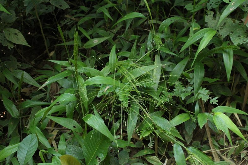 Orthoclada laxa, photographed by Andrés Ramírez-Barrera