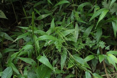 Orthoclada laxa, photographed by Andrés Ramírez-Barrera