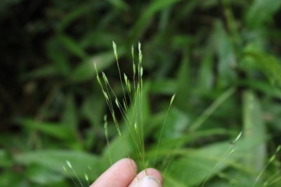 Orthoclada laxa, photographed by Andrés Ramírez-Barrera