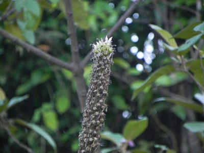 Lobelia nicotianifolia, photographed by S.MORE