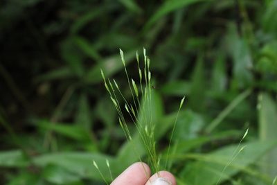 Orthoclada laxa, photographed by Andrés Ramírez-Barrera