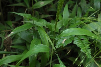 Orthoclada laxa, photographed by Andrés Ramírez-Barrera