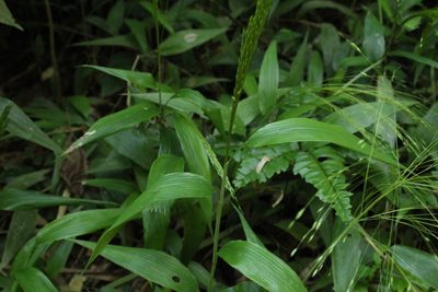 Orthoclada laxa, photographed by Andrés Ramírez-Barrera