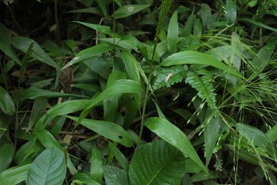Orthoclada laxa, photographed by Andrés Ramírez-Barrera