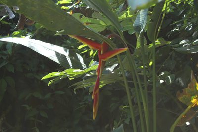 Heliconia marginata, photographed by Andrés Ramírez-Barrera