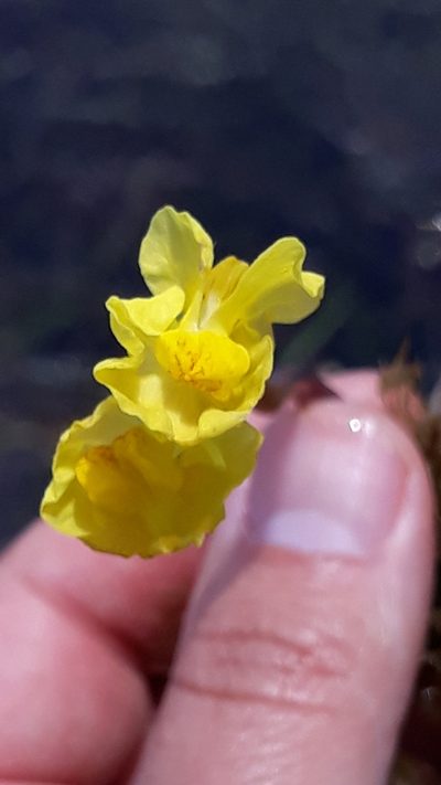 Utricularia platensis, photographed by Edson Luis Fabro Gasperin