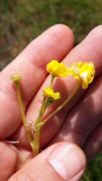 Utricularia platensis, photographed by Edson Luis Fabro Gasperin