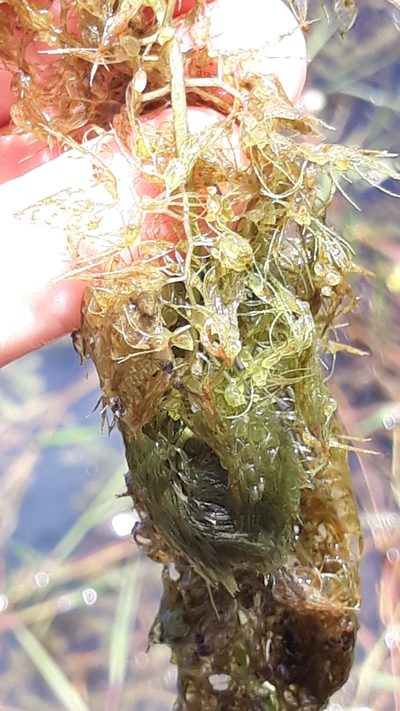 Utricularia platensis, photographed by Edson Luis Fabro Gasperin