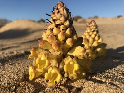 Cistanche phelypaea, photographed by James Hardcastle